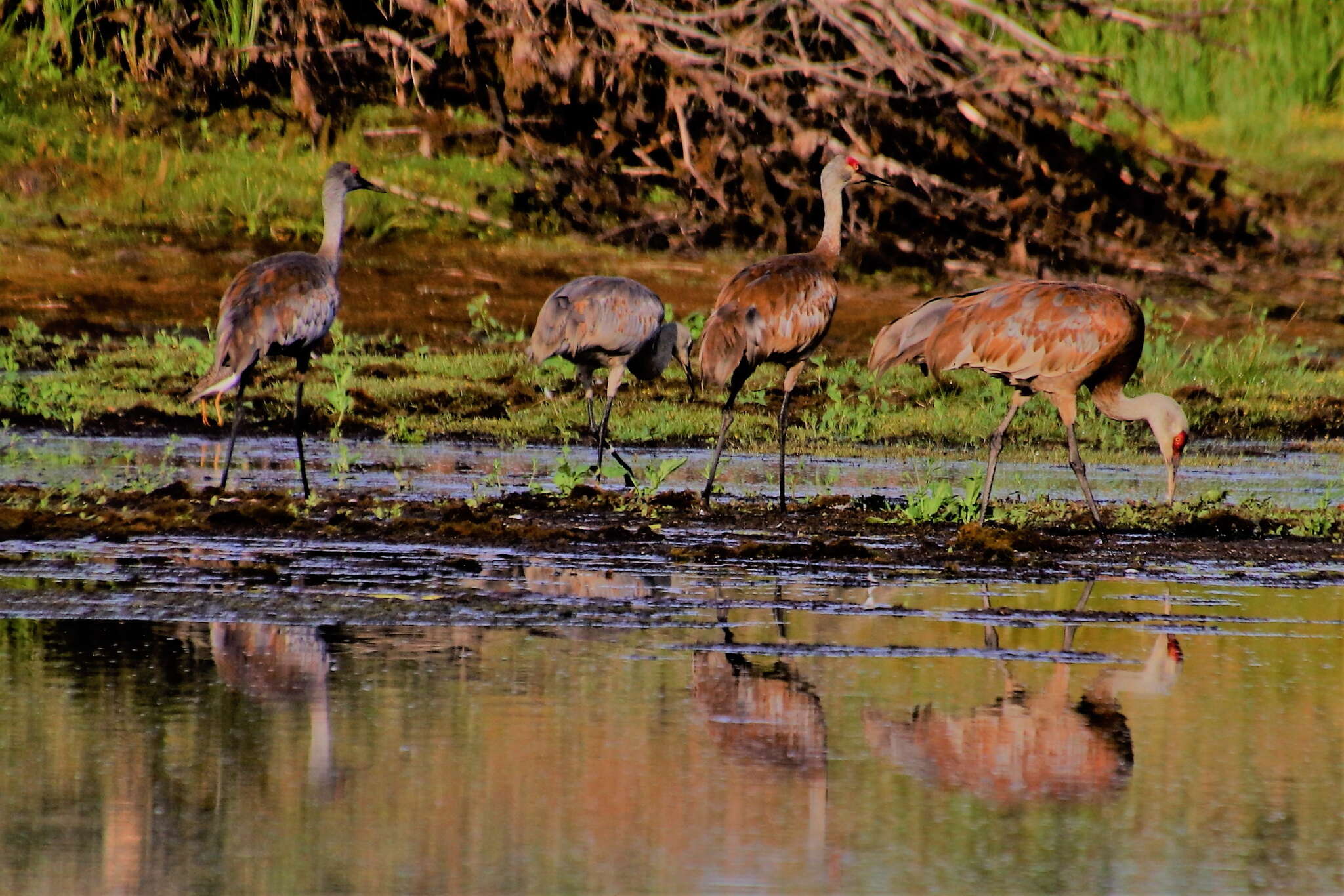 Image of Antigone canadensis canadensis (Linnaeus 1758)