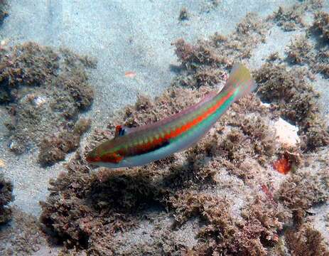 Image of Mediterranean rainbow wrasse