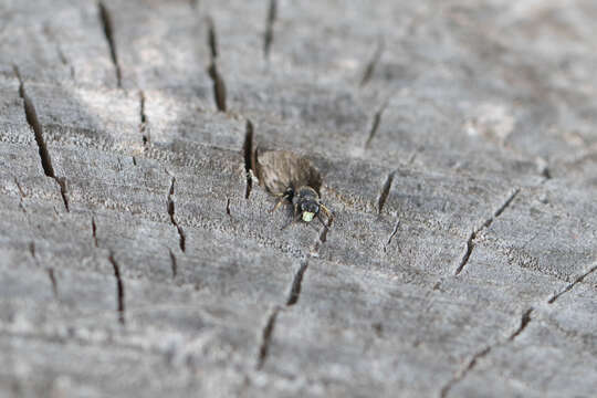 Imagem de Hylaeus hyalinatus Smith 1842