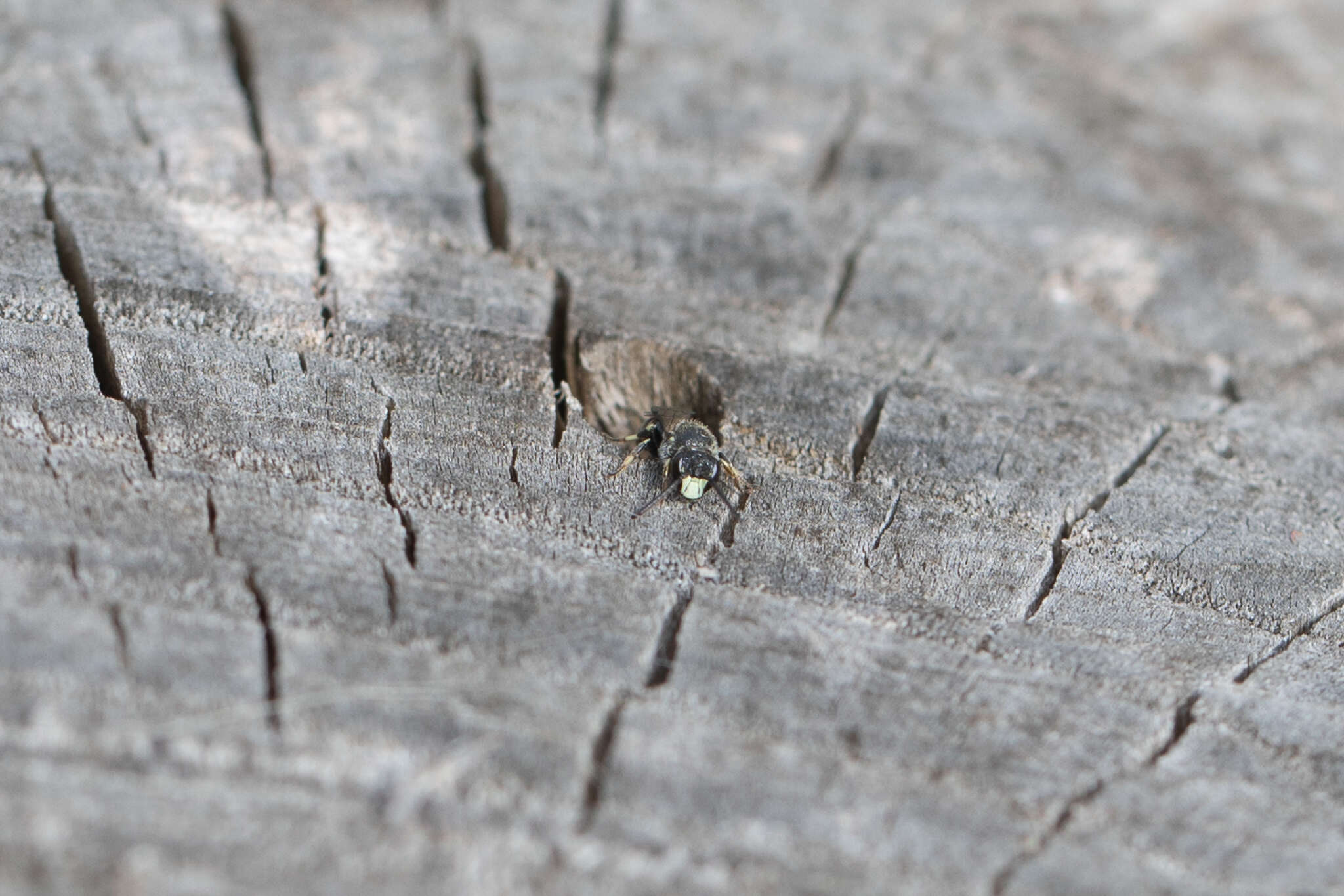 Imagem de Hylaeus hyalinatus Smith 1842