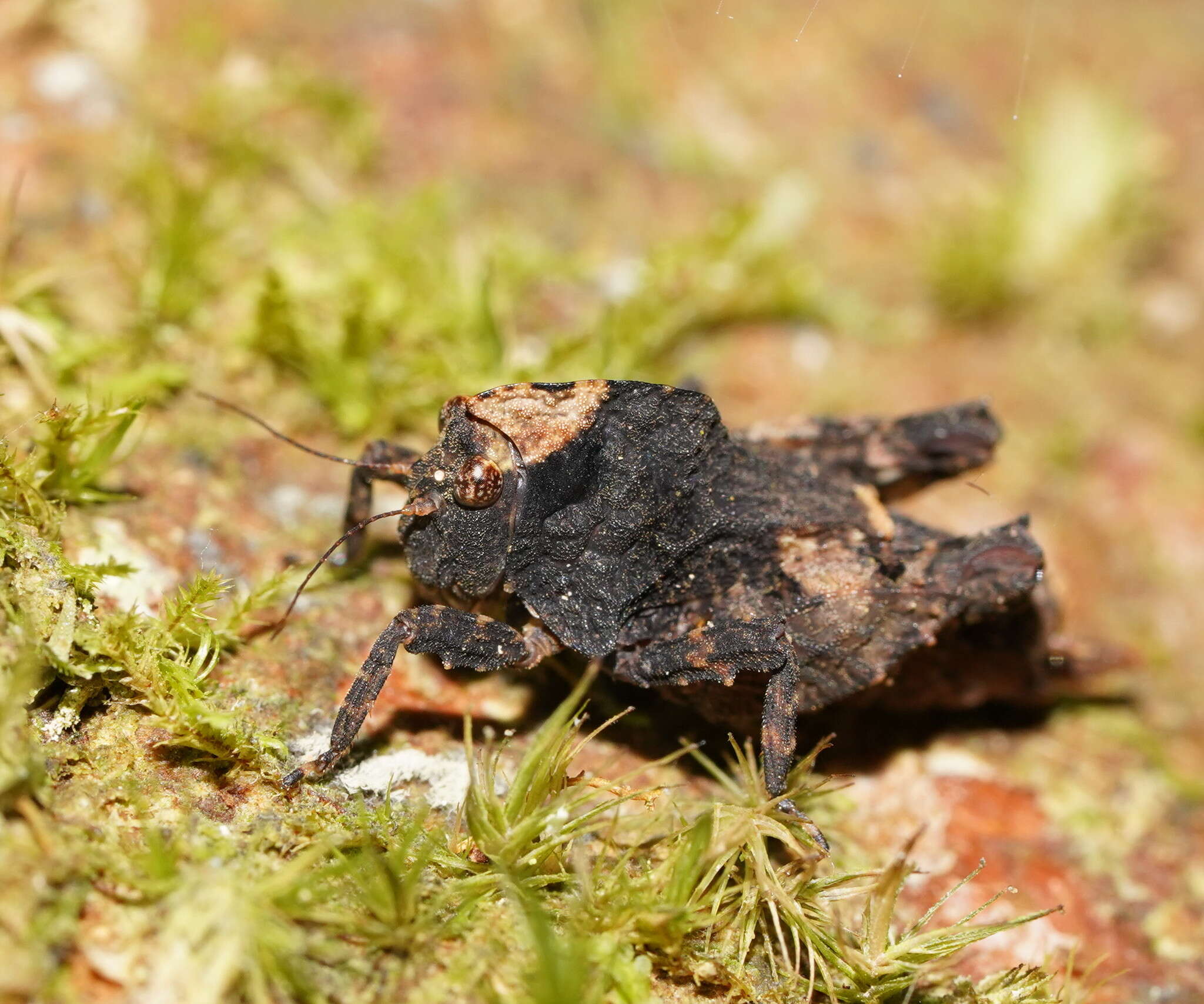 Plancia ëd Paraselina brunneri (Bolívar 1887)