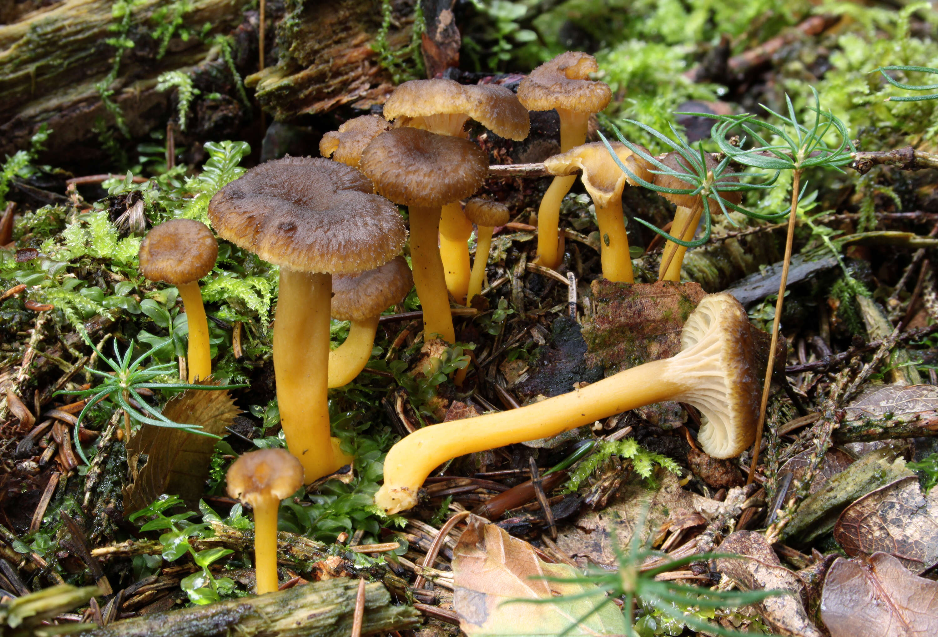 Image of Funnel Chanterelle