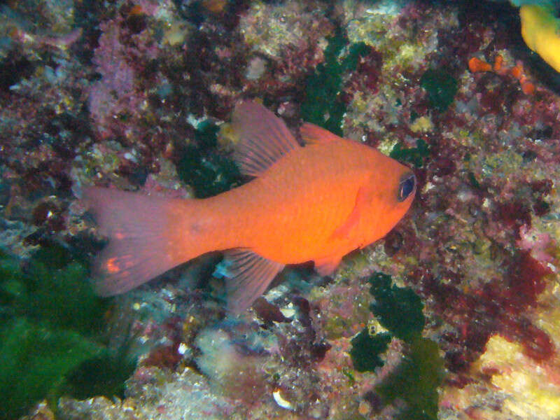 Image of Cardinal Fish