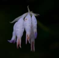 Image of Burmannia longifolia Becc.