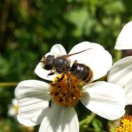 Image of Osmia azteca Cresson 1878