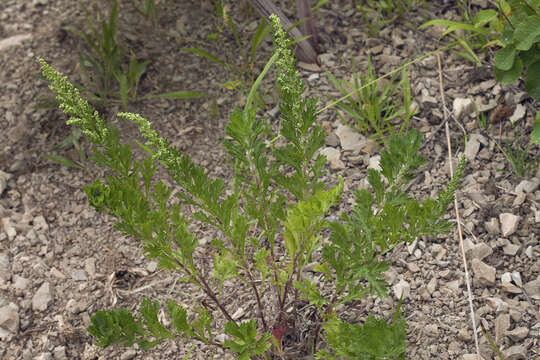 Imagem de Artemisia japonica Thunb.