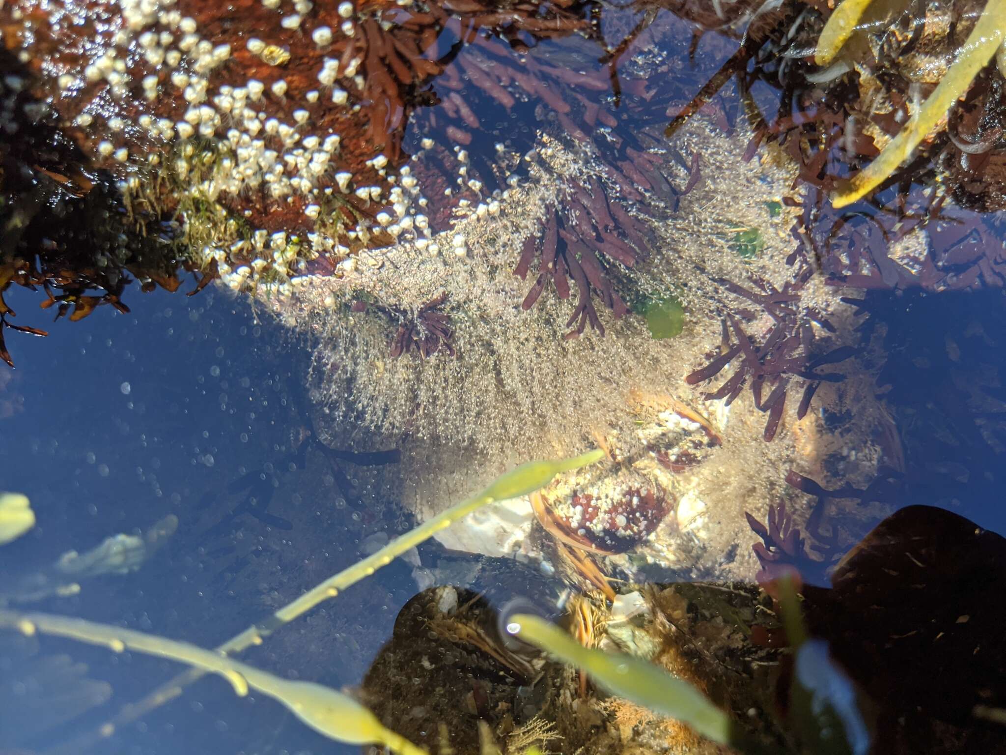 Image of bell hydroid