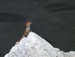 Image of Bahaman brown anole