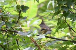 Image of Stripe-throated Yuhina