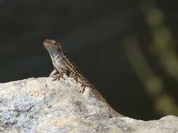 Image of Bahaman brown anole