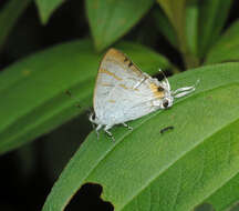 Слика од Hypolycaena thecloides (Felder 1860)