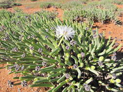 Monilaria moniliformis (Thunb.) Ihlenf. & Joergens. resmi