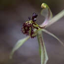 Caladenia mesocera Hopper & A. P. Br. resmi