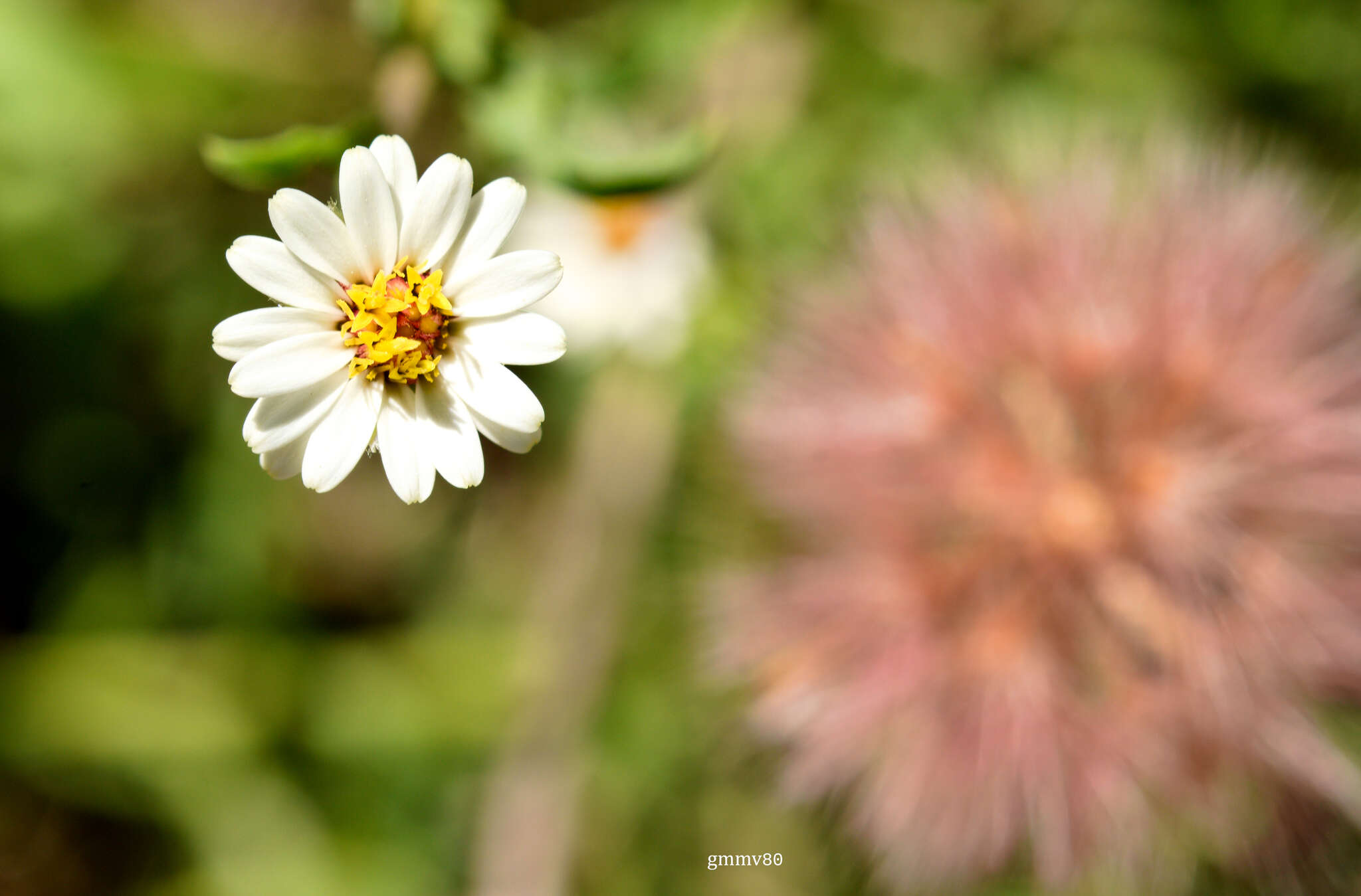 Imagem de Noticastrum diffusum (Pers.) Cabrera