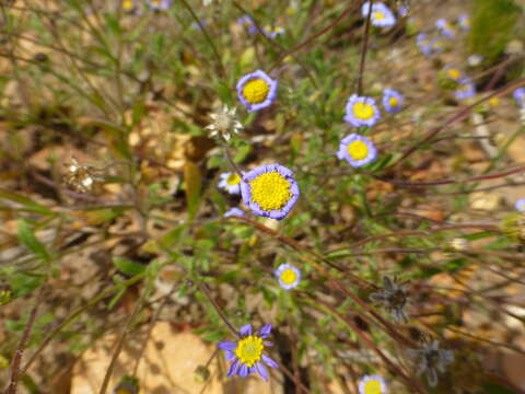 Image of Felicia bergeriana (Spreng.) O. Hoffm. ex A. Zahlbr.