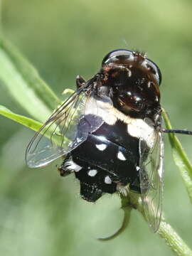 Image of Helophilus cingulatus (Fabricius 1775)