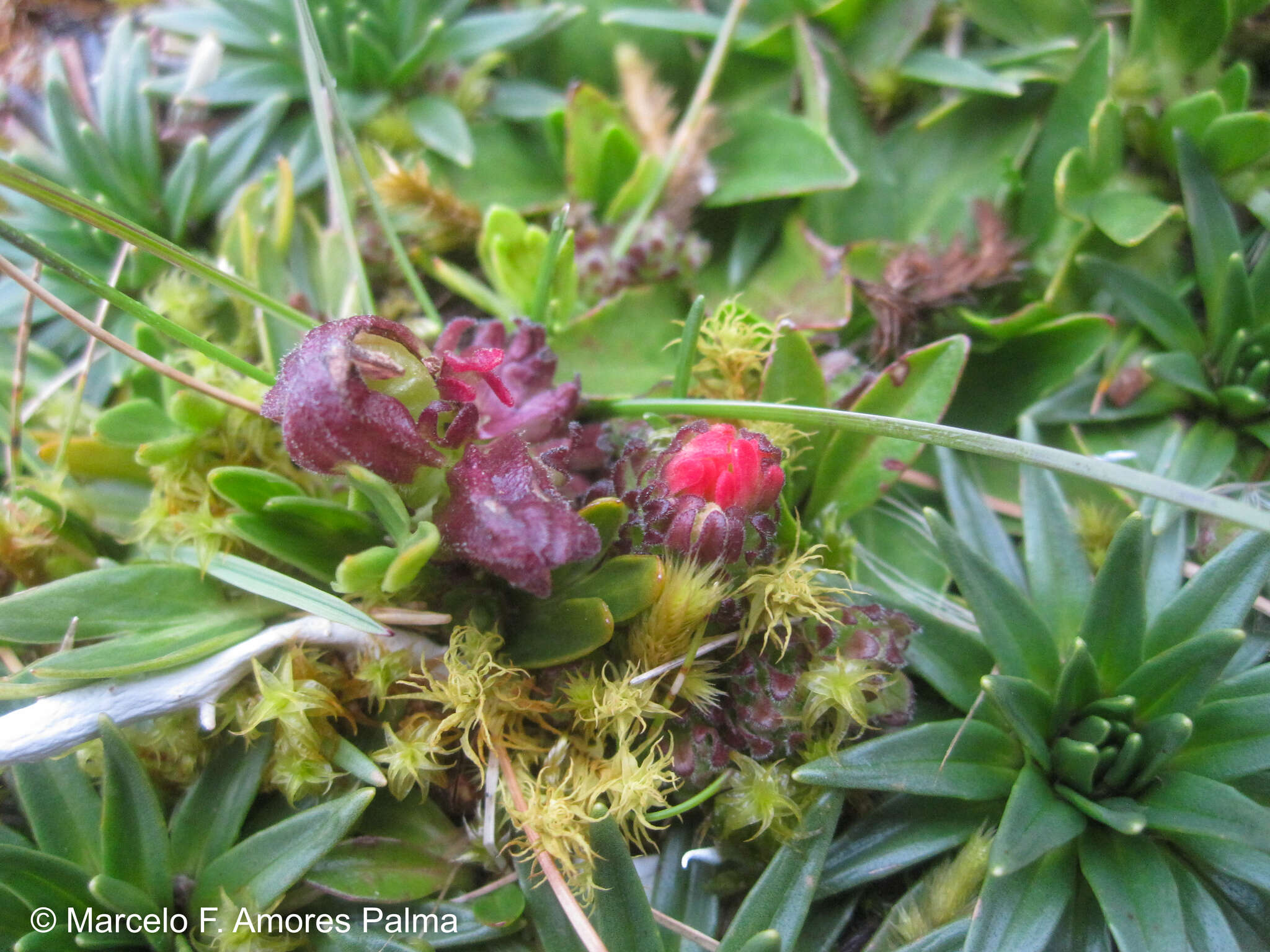 Image of Castilleja nubigena Kunth