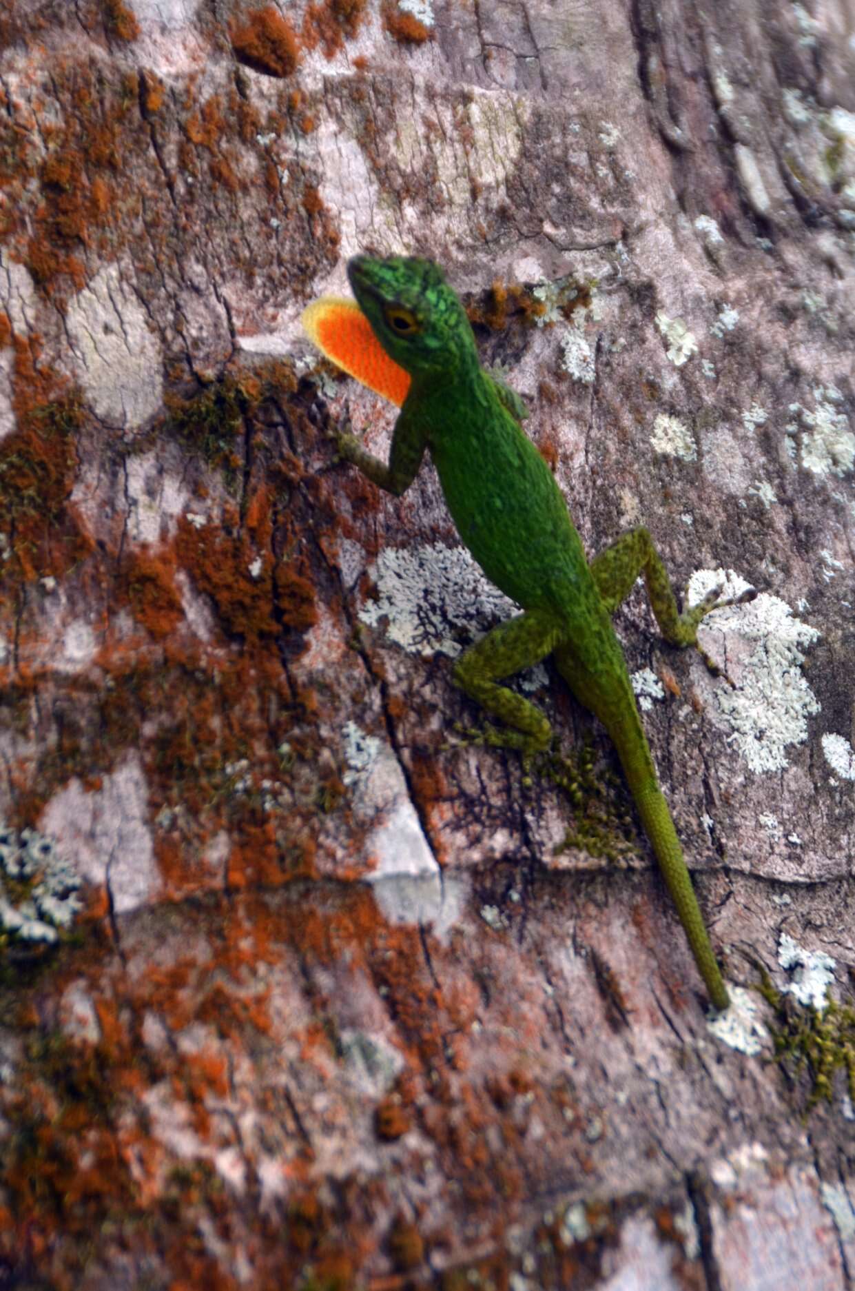 Image de Anolis distichus Cope 1861