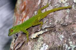 Image of Bark anole