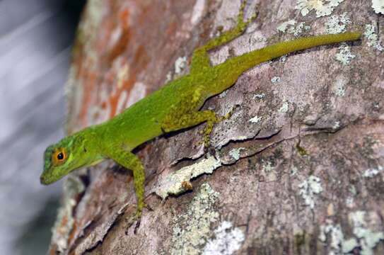 Image de Anolis distichus Cope 1861