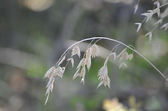 Image of Indian woodoats