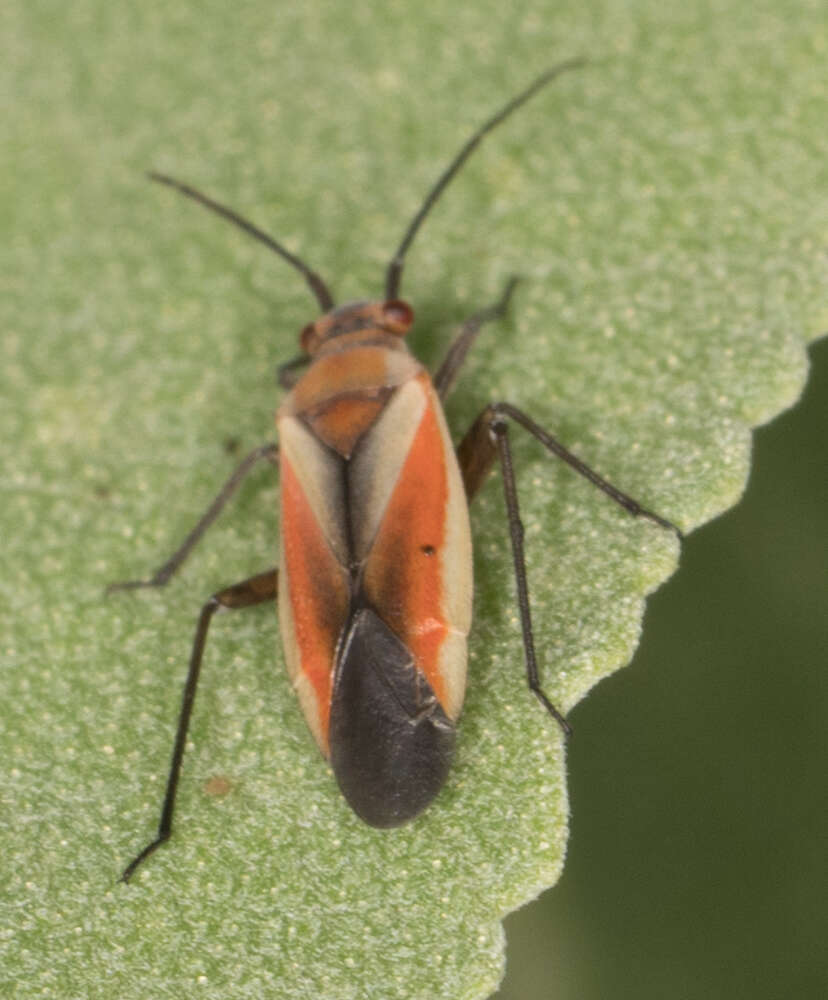 Image of Lopidea marginata Uhler 1894