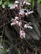 Image of Catasetum discolor (Lindl.) Lindl.