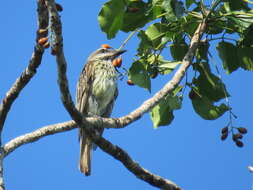 Image of Sulphur-bellied Flycatcher