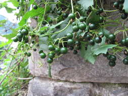 Image of white bryony