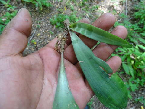 Image of Agave littoralis (García-Mend., A. Castañeda & S. Franco) Thiede & Eggli