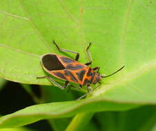 Image of Graptostethus varipictus Slater Alex 1985