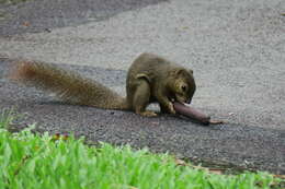 Image of Plantain Squirrel