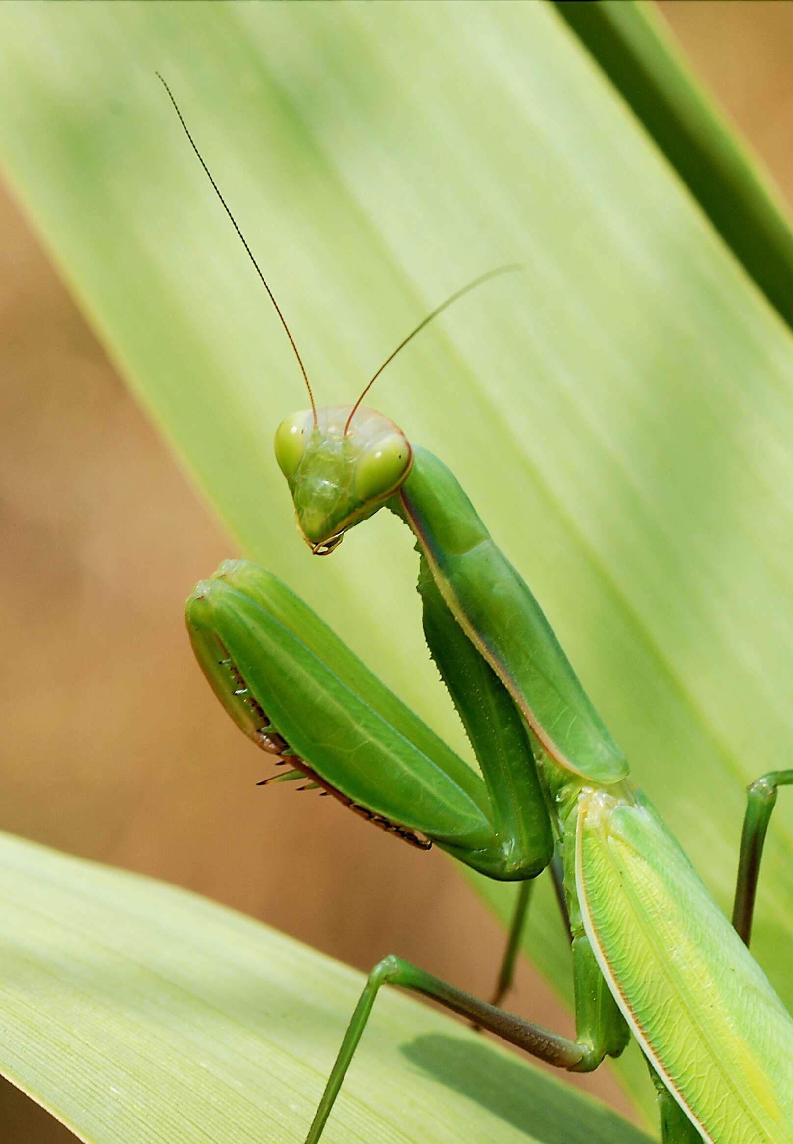 Image of Mantis