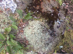 Image of cup lichen