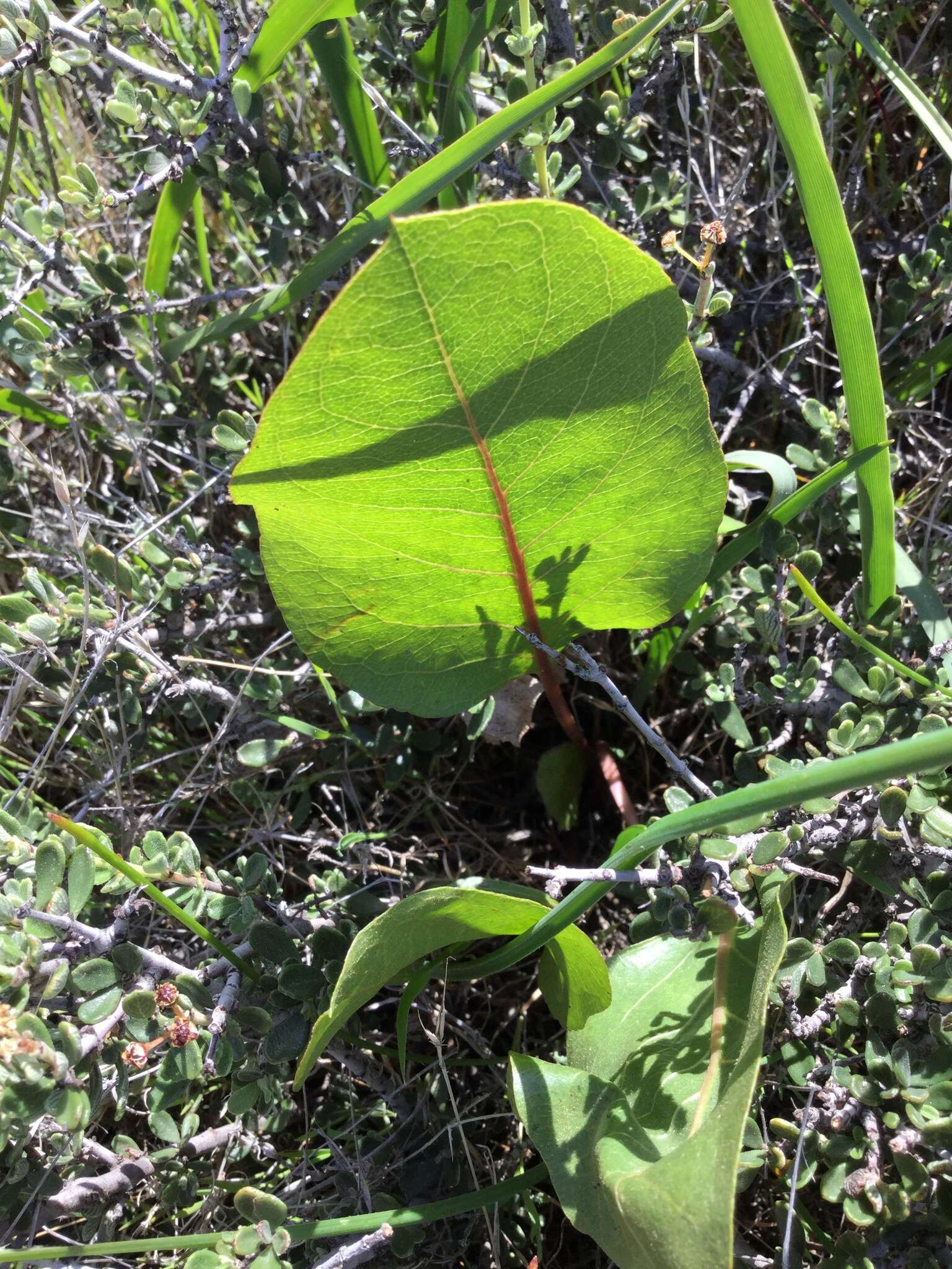 Image of Bolander's mule-ears