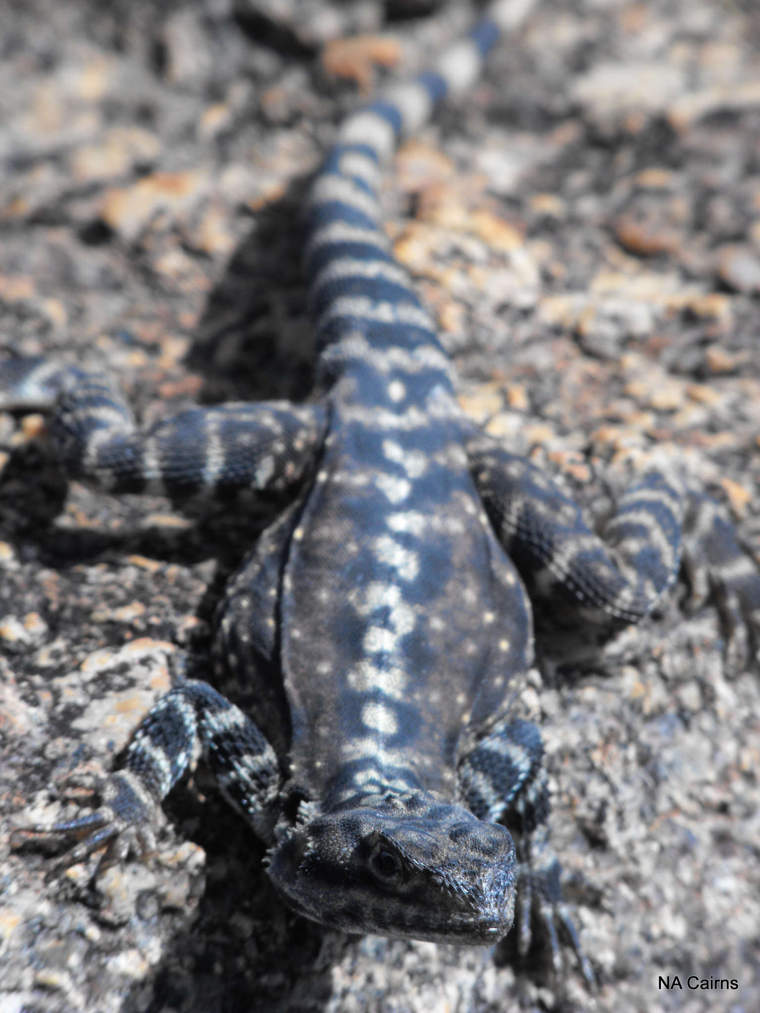 Image of Ornate Crevice-dragon