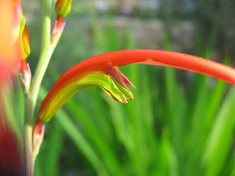 Image of Chasmanthe bicolor (Gasp.) N. E. Br.