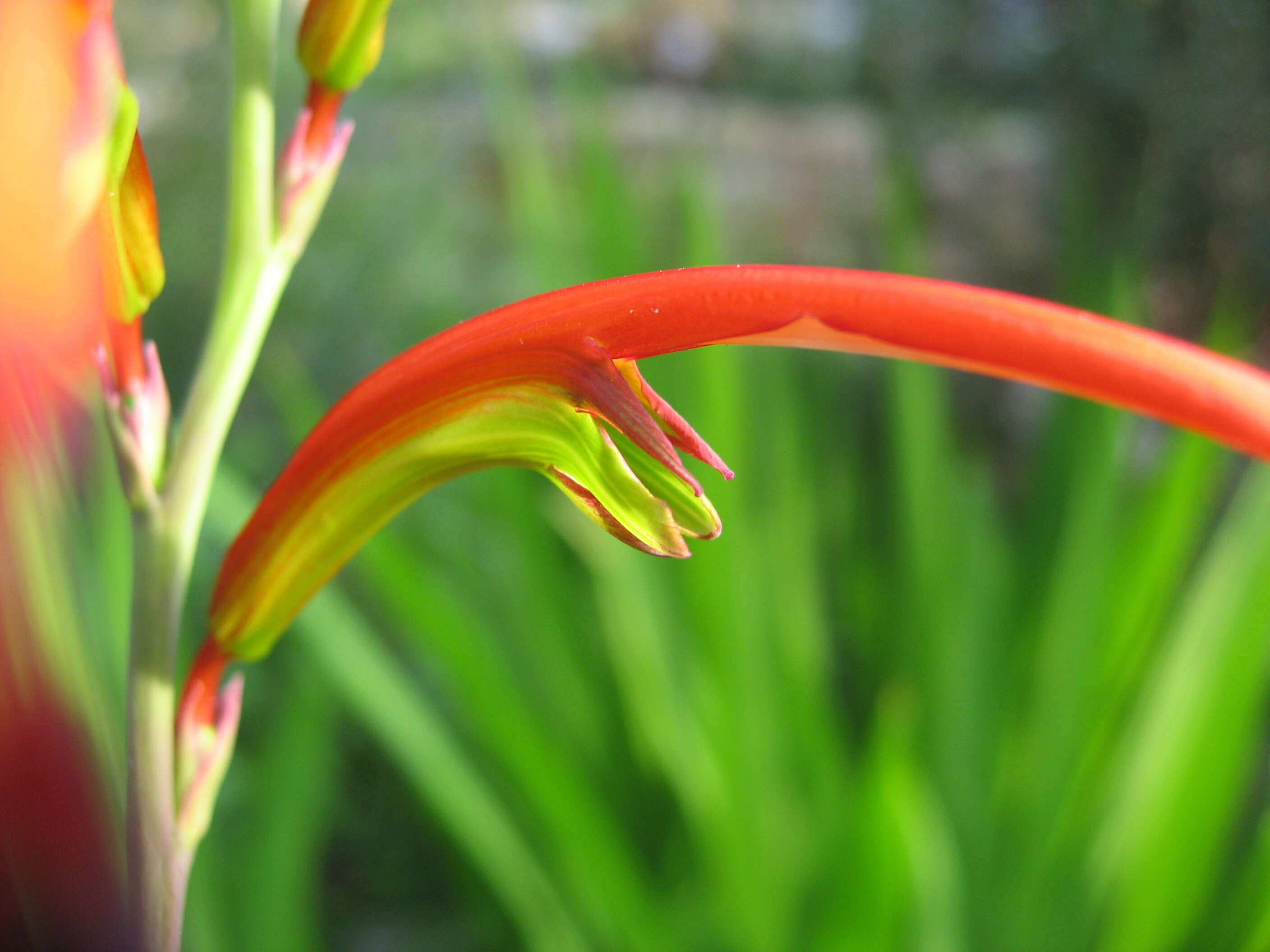 Image of Chasmanthe bicolor (Gasp.) N. E. Br.