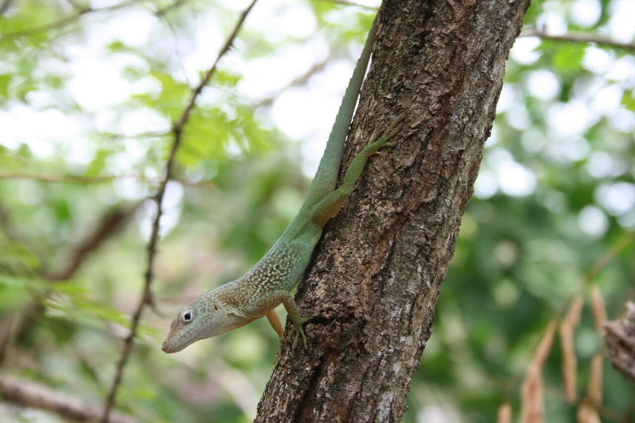 Image of Leopard Anole