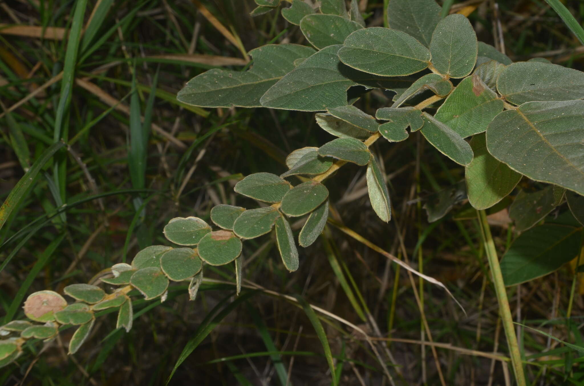 Imagem de Phyllodium elegans (Lour.) Desv.