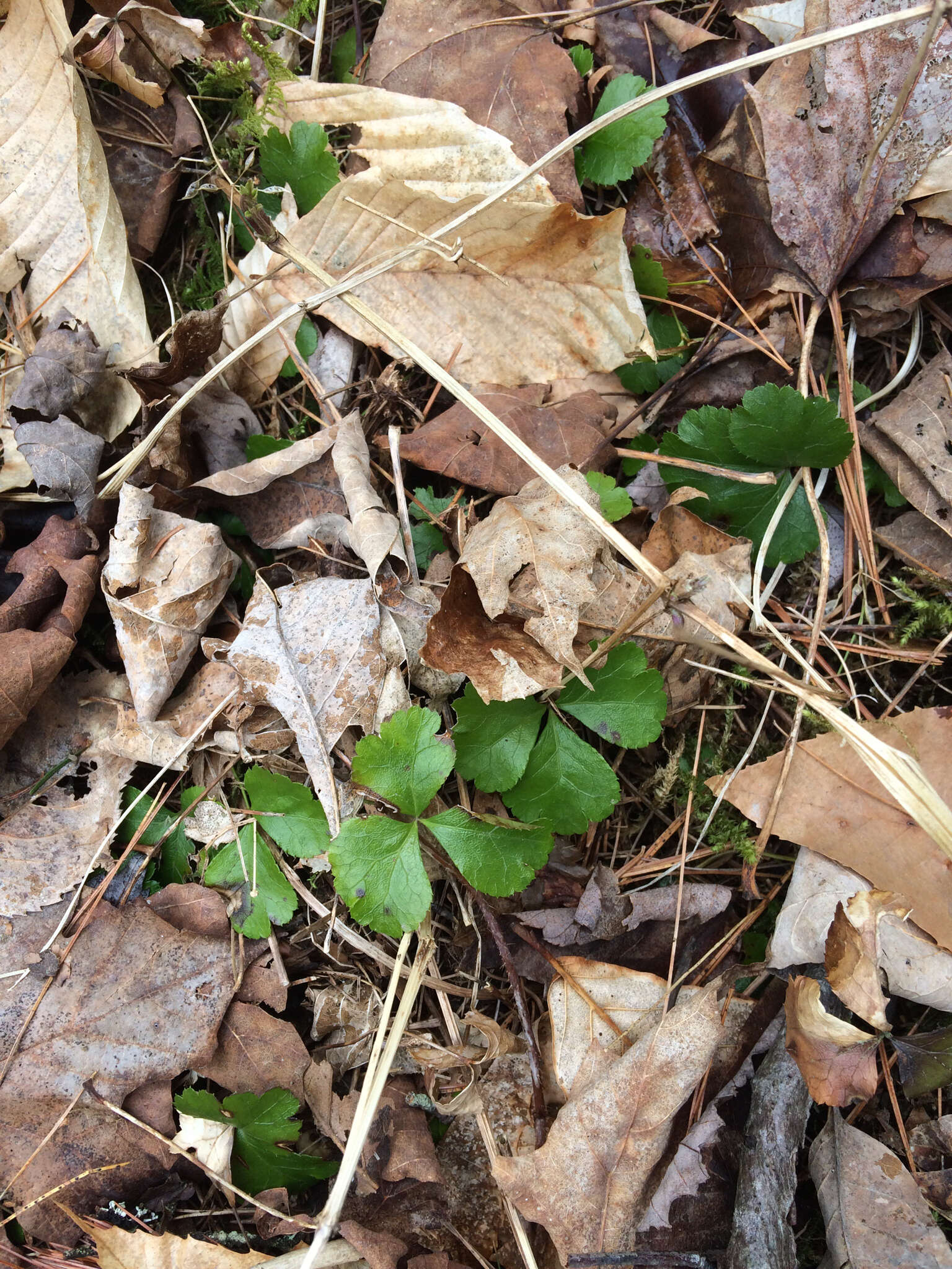 Imagem de Coptis trifolia (L.) Salisb.