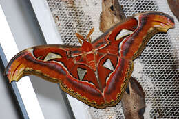 Image of atlas moth