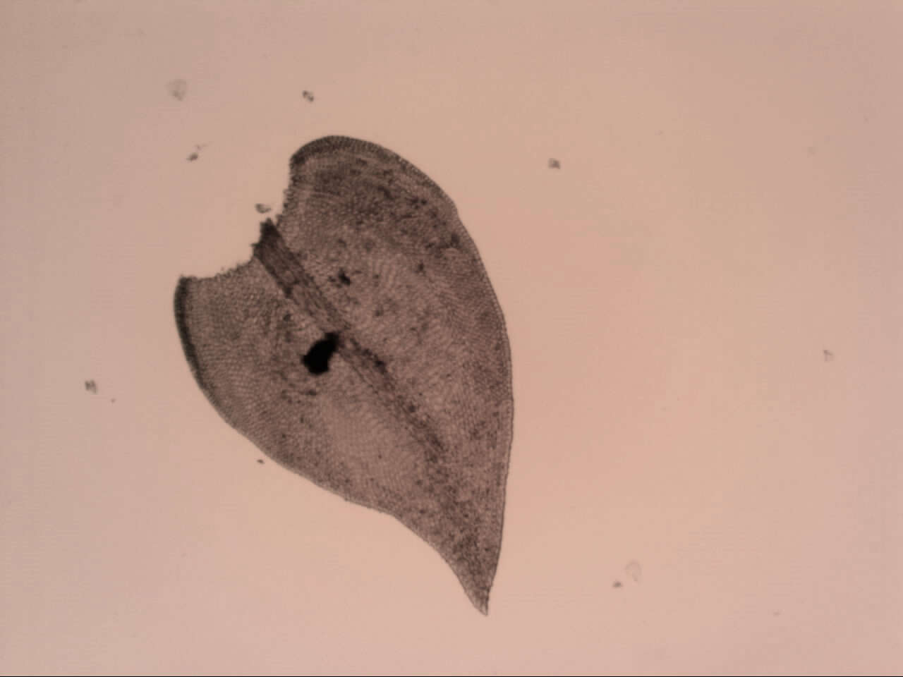 Image of Pseudoleskeopsis imbricata Thériot 1929