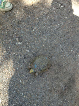 Image of Ornate box turtle