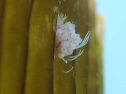 Image of pinkmouth hydroid