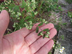 Euphorbia lasiocarpa Klotzsch的圖片