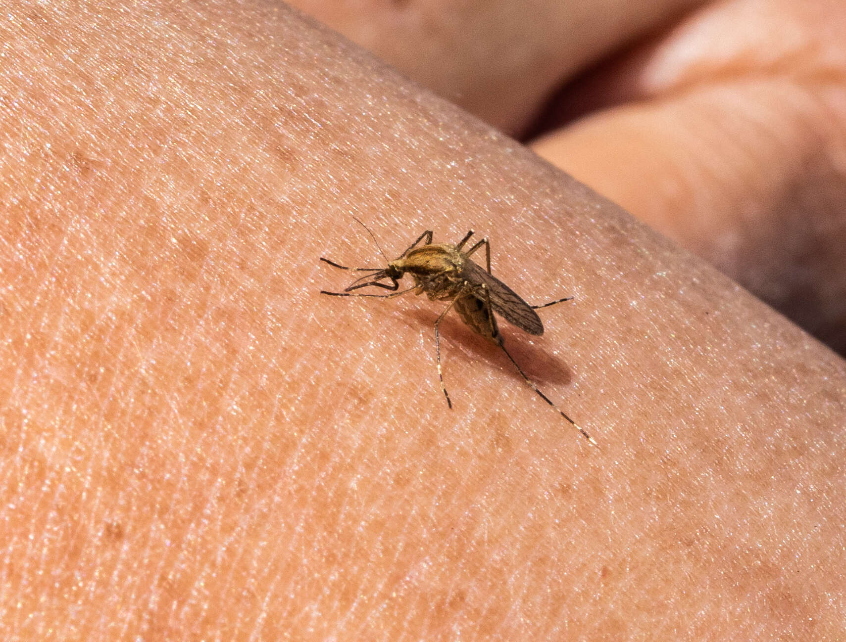 Imagem de Aedes dorsalis (Meigen 1830)