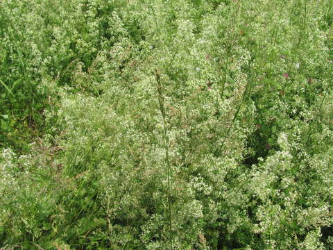 Plancia ëd Galium mollugo L.