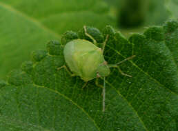 Image of Southern green stink bug