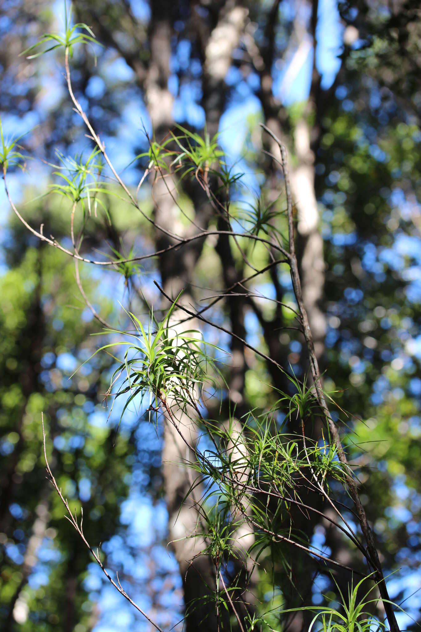 Image de Dracophyllum sinclairii Cheeseman